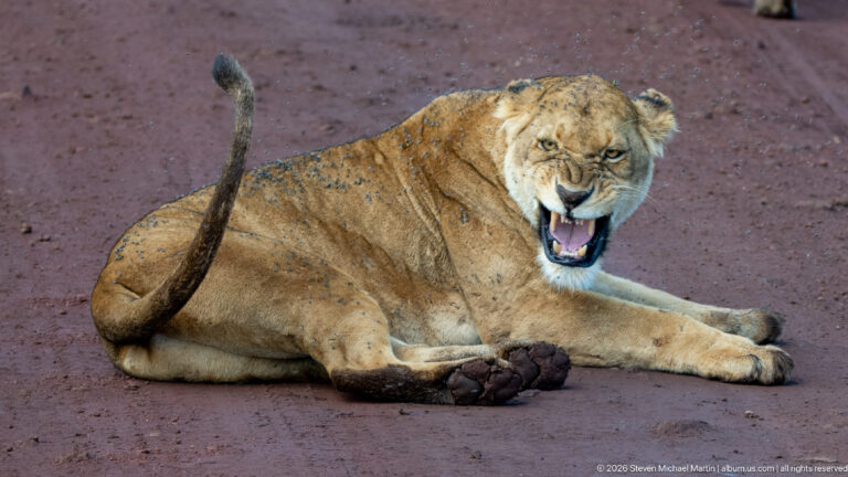 Reclining lioness yawning widely on a red-earth road.