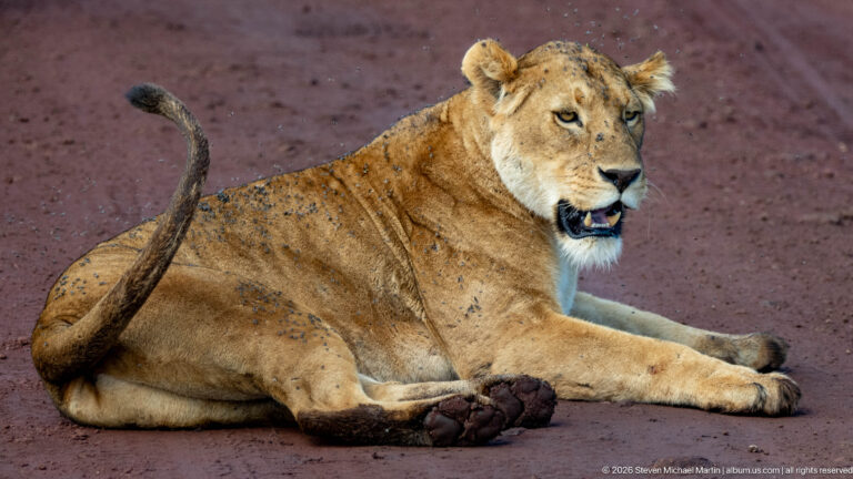 Lioness reclining on reddish dirt with head raised and tail curved behind her.