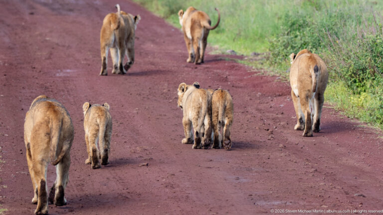 Lionesses and cubs walking away in a loose group along a red dirt road.