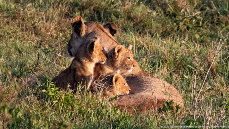 Lioness resting upright in tall grass with several lion cubs clustered closely around her body.