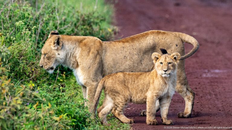 Lioness and cub walking together along the grassy edge of a red road.