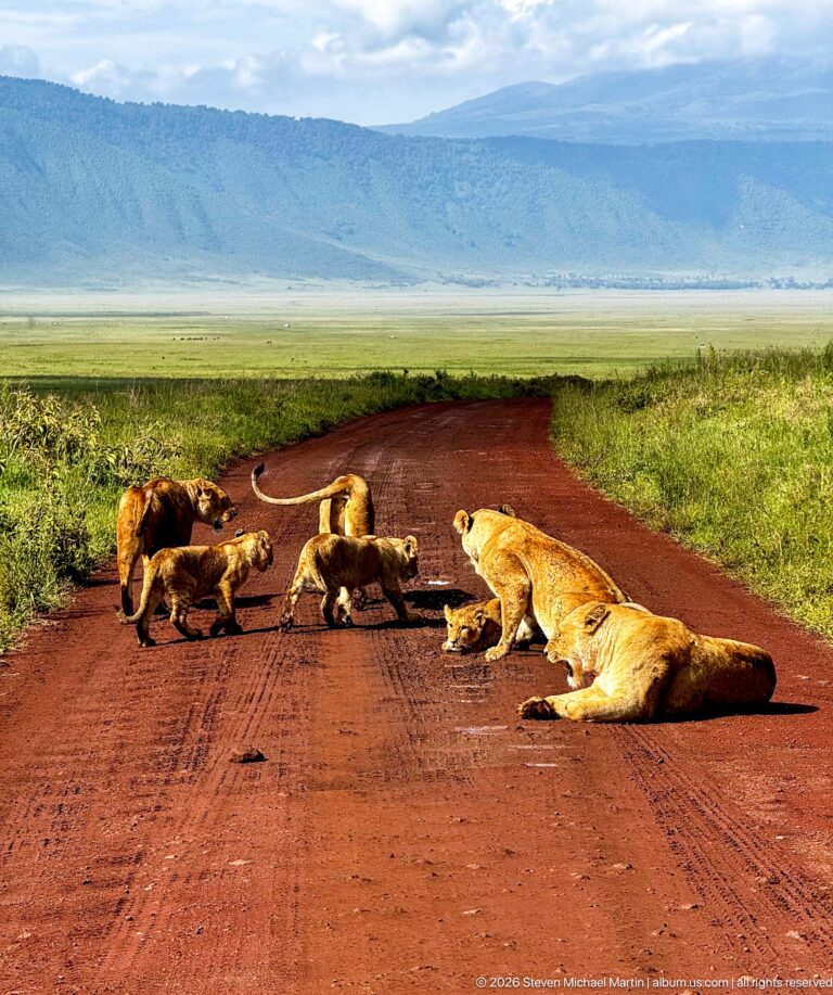 Lions sprawled across a red road with green crater floor and distant wall beyond.