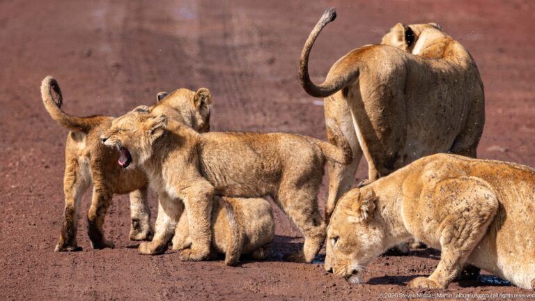Lion pride gathered on a red road, with several cubs among resting and standing lionesses.