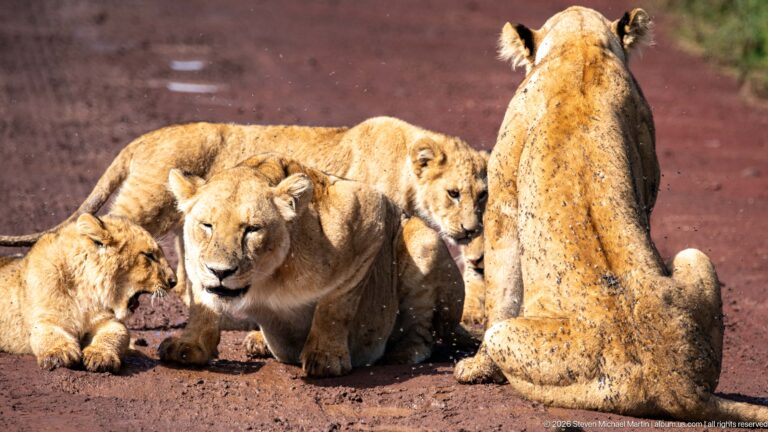 Seated lioness surrounded by several cubs resting and moving on the road.