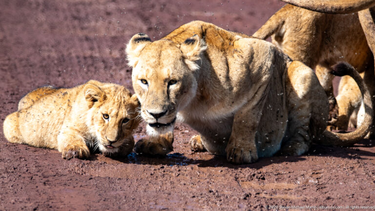 Lioness crouched beside two resting cubs on a red-earth road.