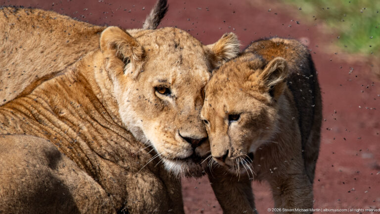 Standing lion cub nuzzling the face of a reclining lioness.