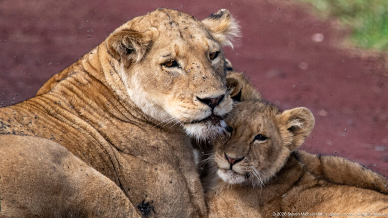 Lion