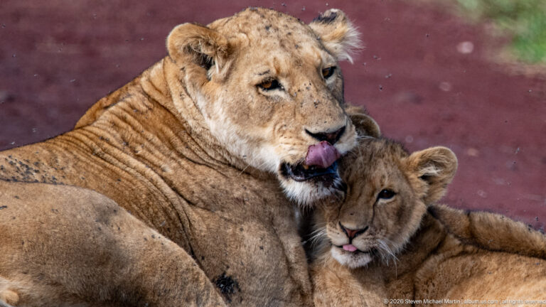 Lioness licking her muzzle while a cub nestles against her chest.