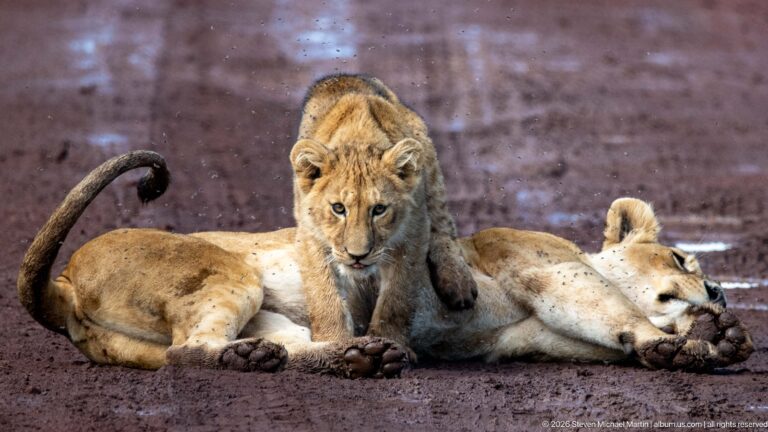 Lion cub standing over a lioness lying on her back on the red-earth road.
