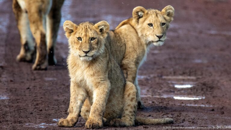 Two young lion cubs standing side by side on a reddish dirt road.