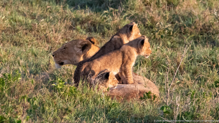 Lioness lying in grass with two upright cubs perched across her body and another cub behind.