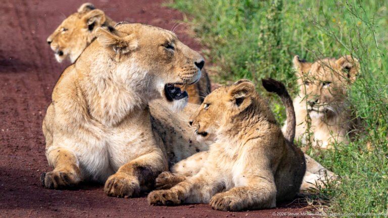 Lioness lying on reddish ground beside grass with several lion cubs clustered around her.