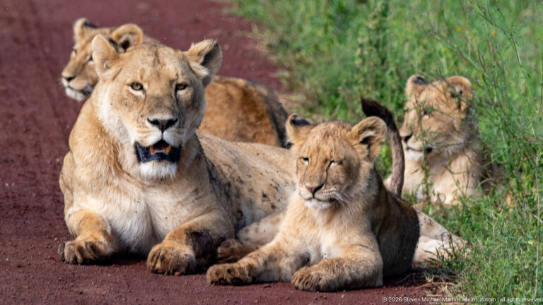 Lioness seated beside a reclining cub, with additional cubs gathered behind on a red road.