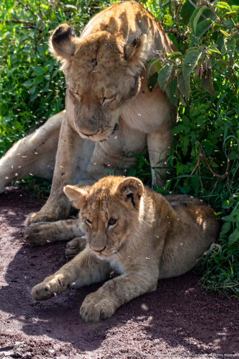 Lioness grooming herself beside a cub stretched out on red earth.