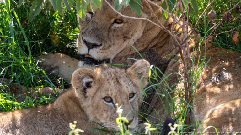 Lioness resting in leafy shade with young cubs pressed close around her.