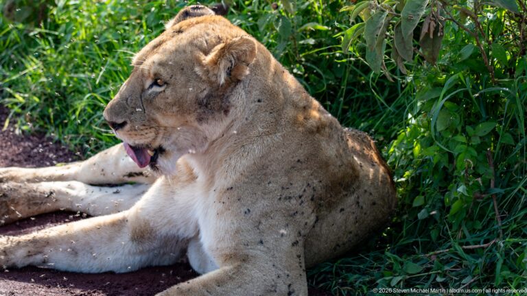 Seated lioness resting beside dense foliage with her head turned in profile and tongue visible.