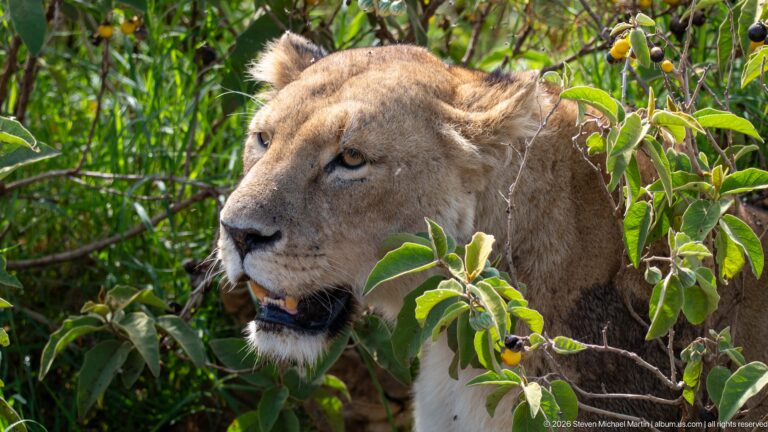 Lioness resting among leafy shrubs, with her head and shoulders framed by branches and foliage.