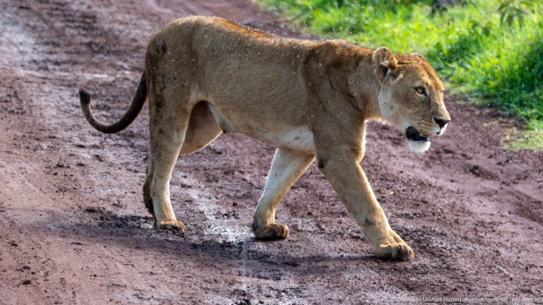 Adult lioness walking in profile along a reddish dirt road with green grass at the edge.