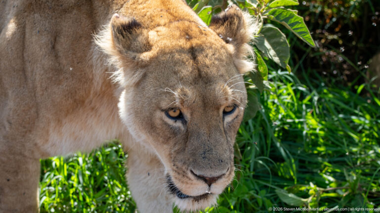 Close view of a standing lioness looking downward, with amber eyes and tawny face against green vegetation.
