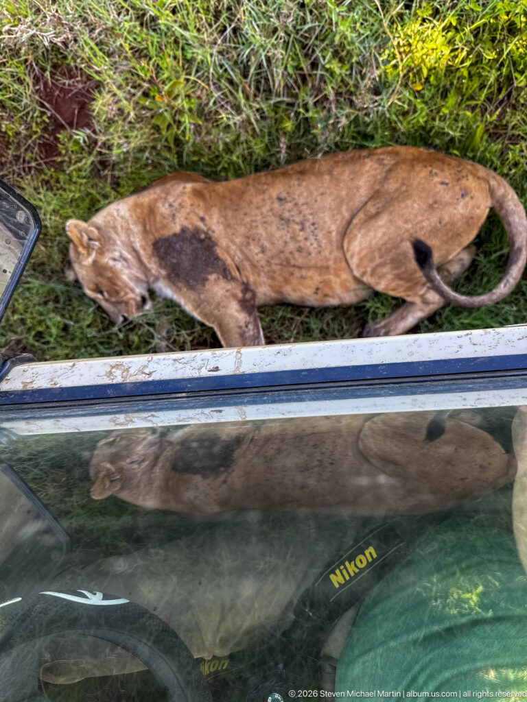 Lioness walking directly beside a safari vehicle, viewed from above with the vehicle window and camera reflection visible.