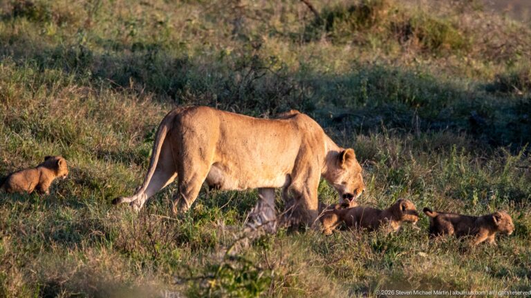 Lioness walking beside several lion cubs resting and sitting in grass.