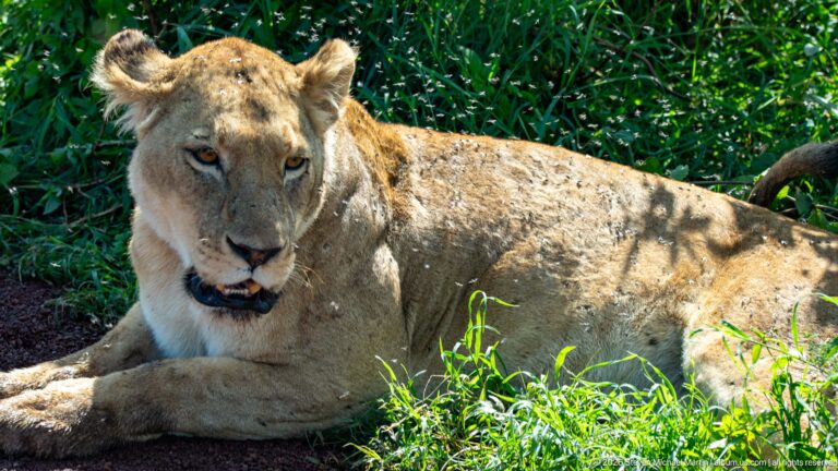 Adult lioness resting in shade beside green vegetation, facing forward with her forelegs folded.