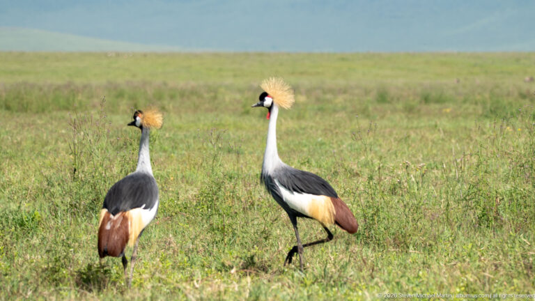 Two grey crowned cranes walking through green grass with golden crown feathers, gray necks and chestnut wings.