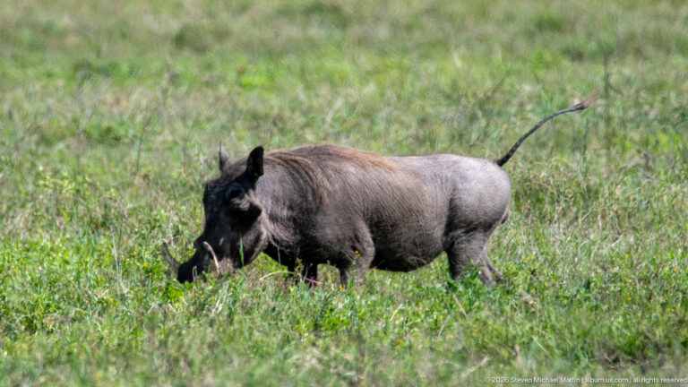Common warthog moving through tall green grass with its thin tail raised and curved tusks visible.