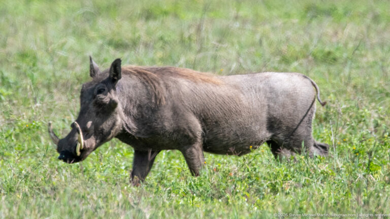 Common warthog walking through bright green grass, seen slightly from the front with tusks and heavy muzzle visible.