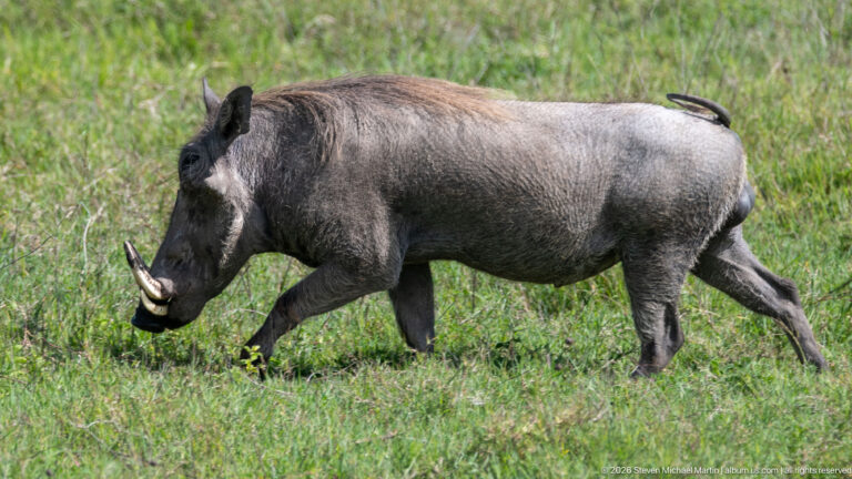 Adult common warthog walking in profile through green grass, with curved tusks and facial warts clearly visible.