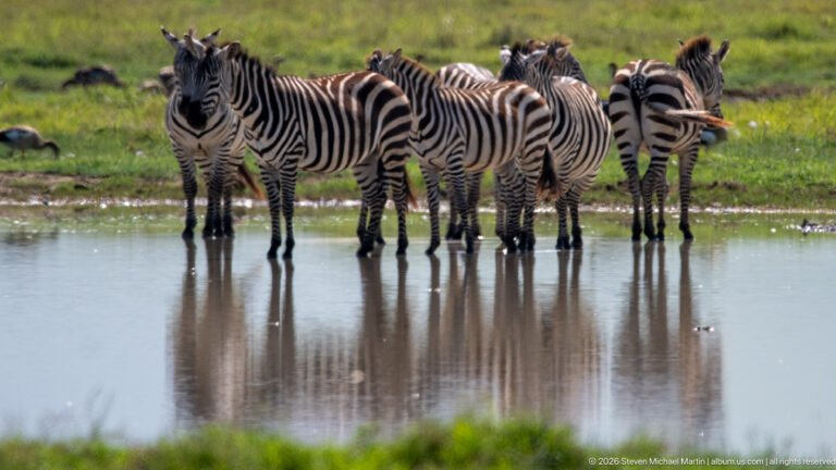 Several plains zebras standing together in shallow water with their striped bodies reflected below.