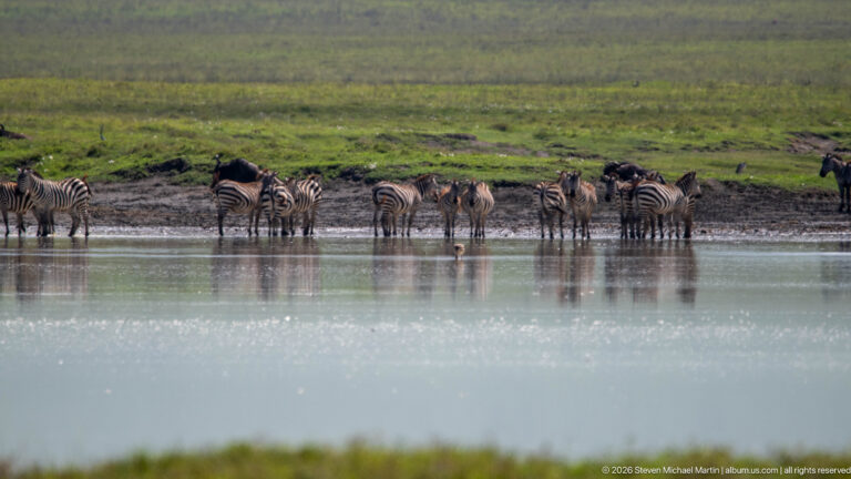 Herd of plains zebras standing along a muddy water edge with green crater grassland behind them.