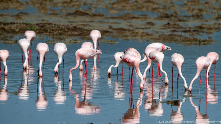 Tight group of pink flamingos feeding in shallow water, many with heads down and reflections beneath them.
