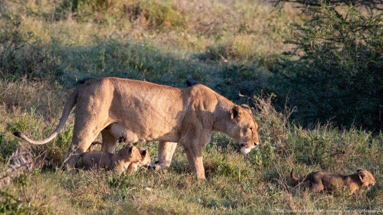 Lioness walking through low vegetation with several cubs clustered around her and one moving ahead.
