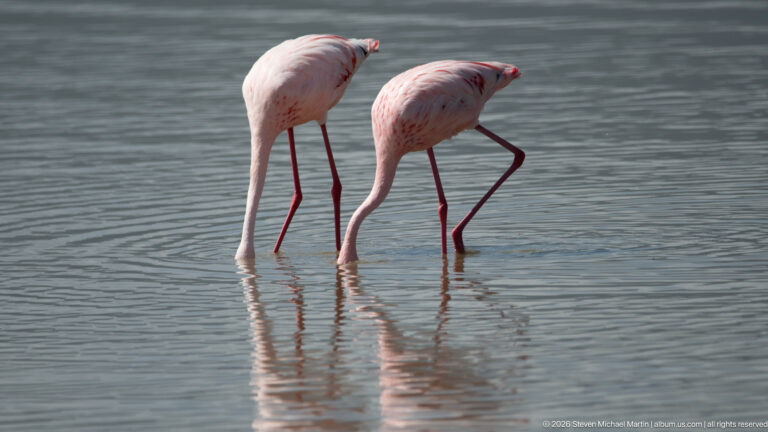 Two flamingos feeding side by side with heads underwater and long pink legs reflected in calm shallows.