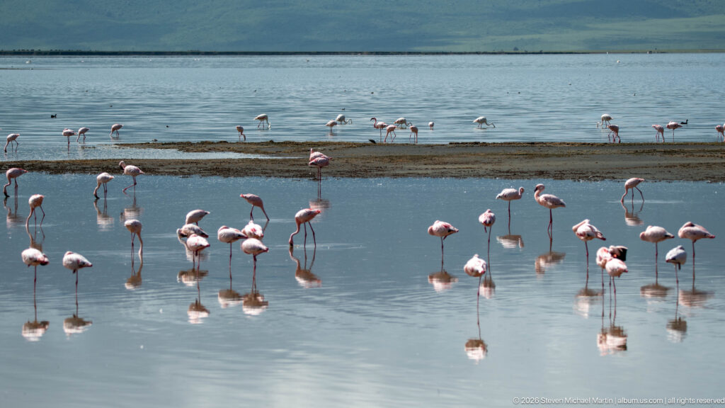 Dozens of flamingos spread across shallow reflective water and mud bars with the crater slope in the distance.