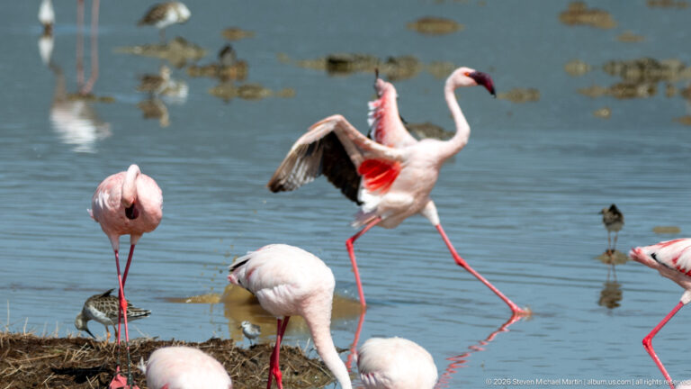 Flamingo running through shallow water with wings raised among several feeding flamingos.
