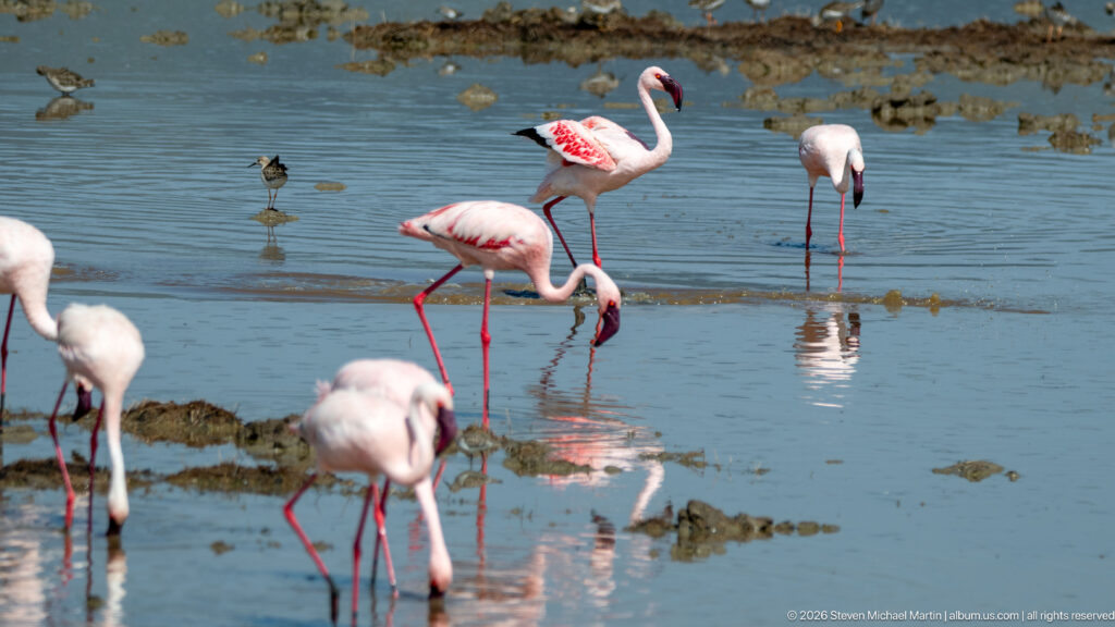 Group of pink flamingos feeding and standing in shallow blue water broken by muddy patches.