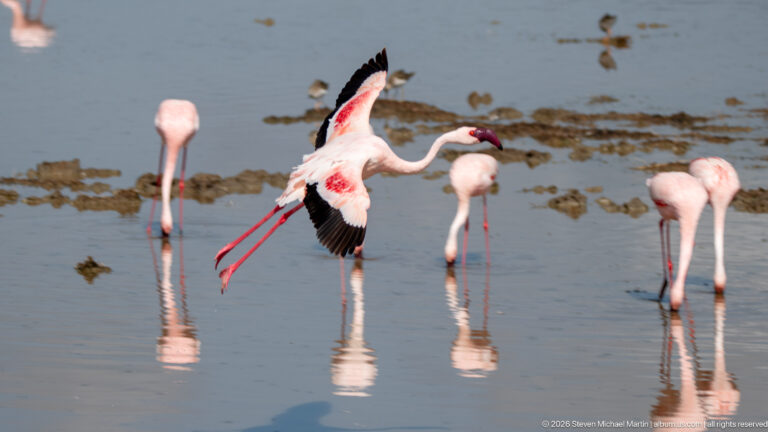 Flamingo landing with wings spread and legs extended among several feeding flamingos in shallow water.