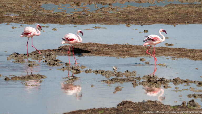 Three pale pink greater flamingos wading through shallow water and mud with reflections below them.