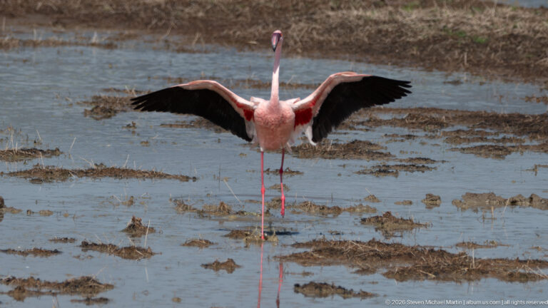 Pink flamingo standing in shallow water with both wings spread, exposing red and black wing feathers.