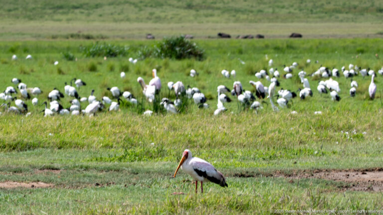 Yellow-billed stork in wet grass with a large flock of black-and-white ibises feeding behind it.