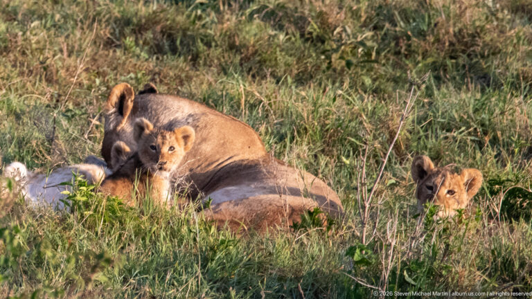 Lioness resting in tall grass with several lion cubs gathered closely around her.