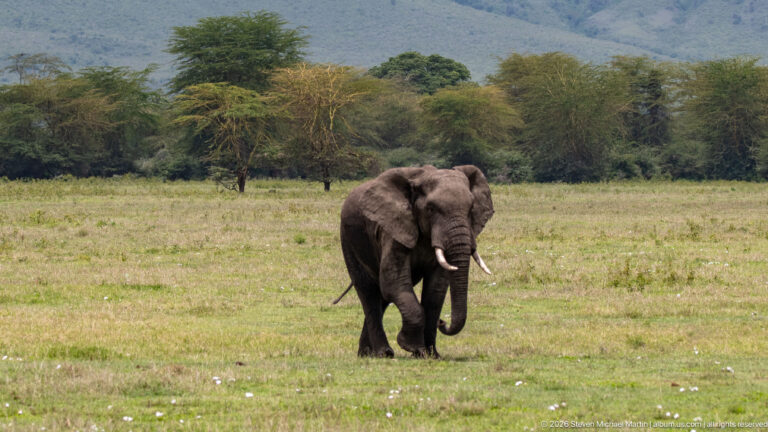 African savanna elephant walking across short green grass with woodland and a crater slope in the background.