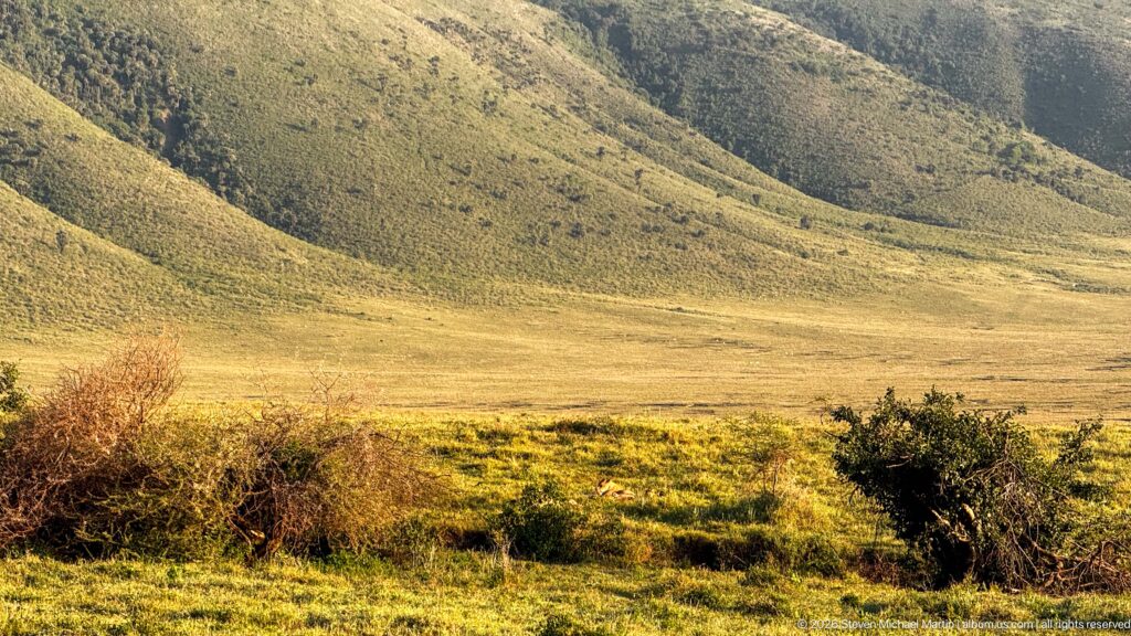 Green lower slopes of Ngorongoro Crater descending toward sunlit grass and scattered foreground shrubs.