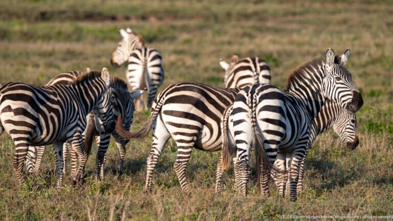 Clustered plains zebras standing on open grass, with overlapping black-and-white stripes and a smaller juvenile among them.