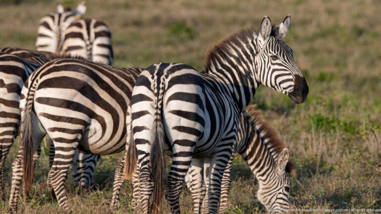 Group of plains zebras standing close together in grass, including a smaller juvenile with its head lowered.