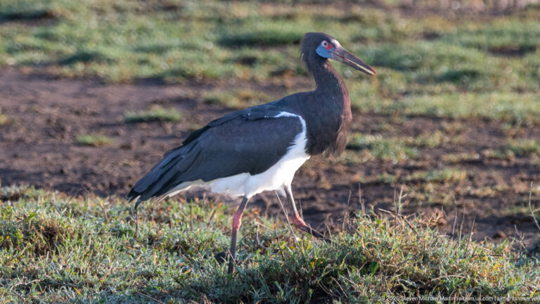 Full-profile saddle-billed stork walking on low vegetation with red legs and a long red-black bill.
