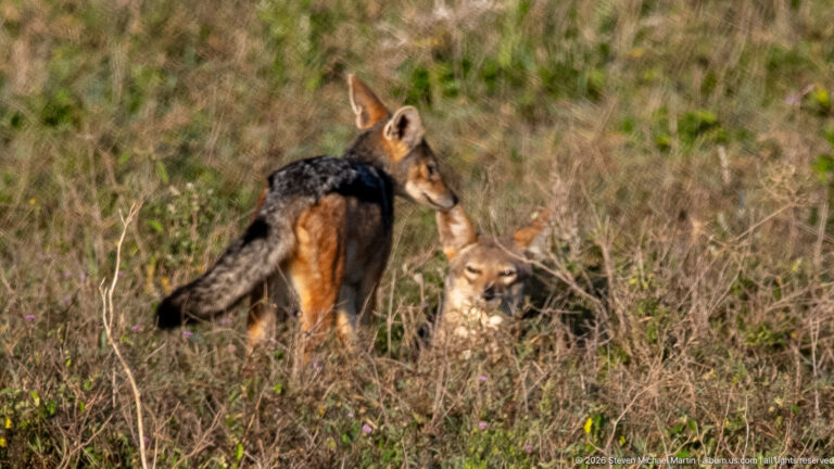 Two black-backed jackals close together in tall grass, one standing and one crouched.