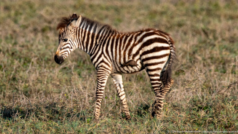 Plains zebra foal standing in profile on short grass, with brown-toned juvenile stripes and fuzzy mane.